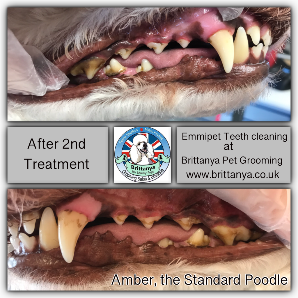 dog teeth cleaning before and after