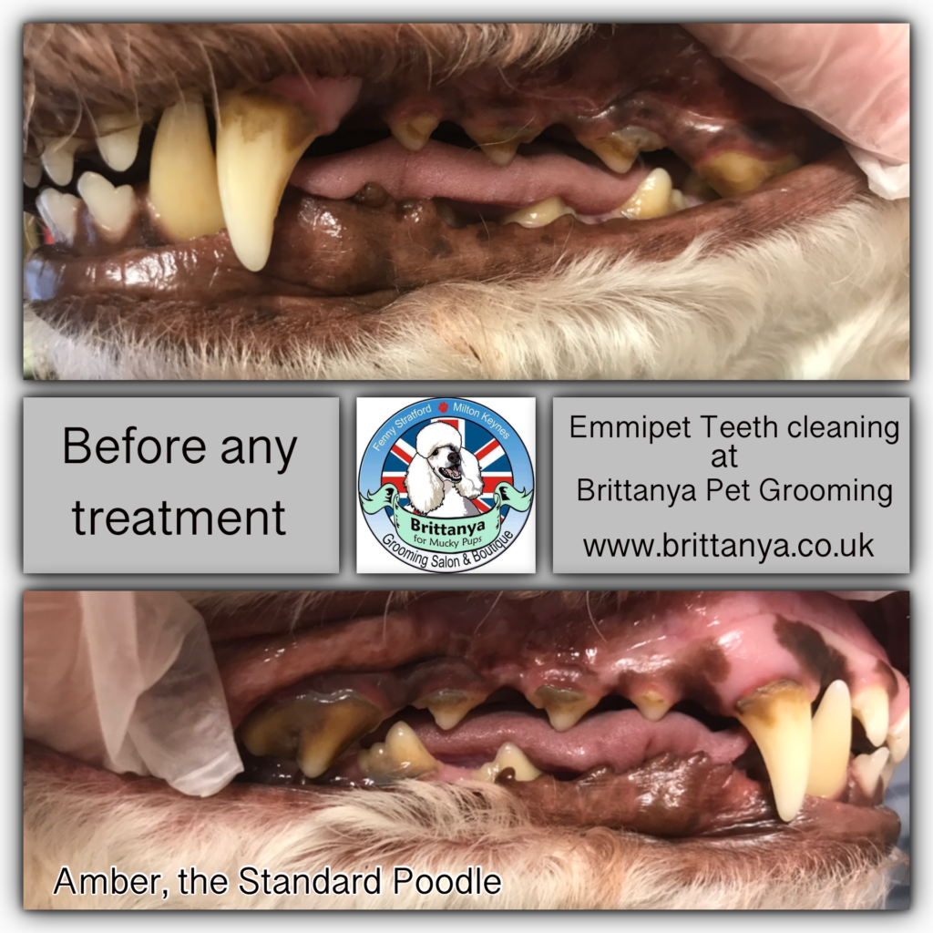 gentle dog teeth cleaning