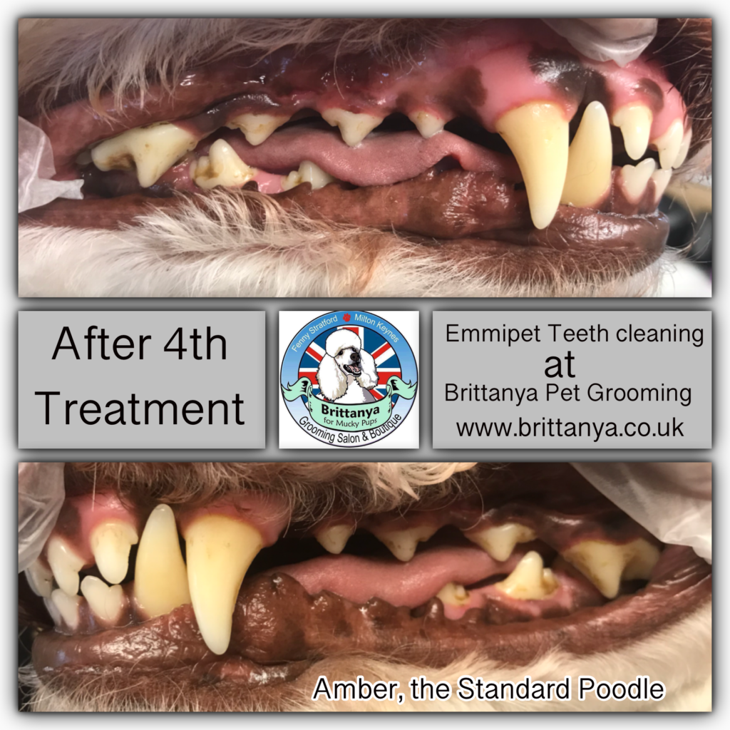 sonic teeth cleaning dogs